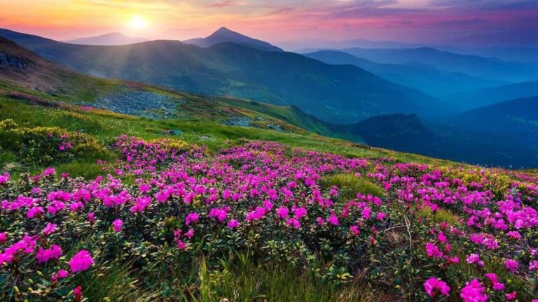 Valley of flowers